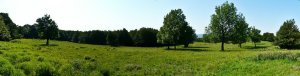 Jelenec