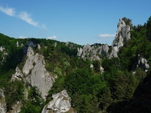 Roháče