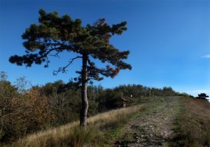 Zobor