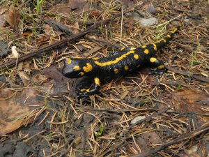 Salamandra škvrnitá