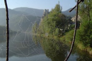pavučina