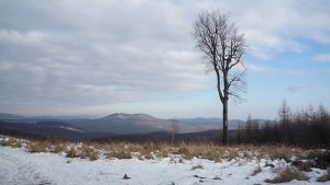 Strážca smrekovcov