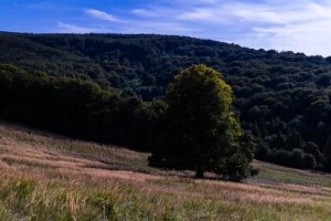 Dvojstrom