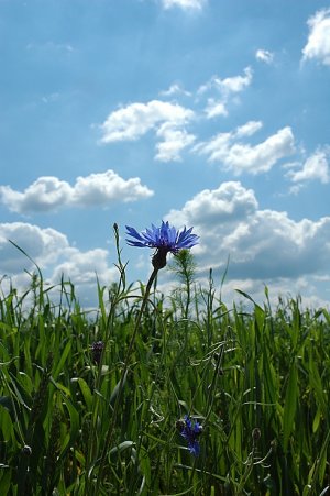 Nevädza poľná, Centaurea cyanus