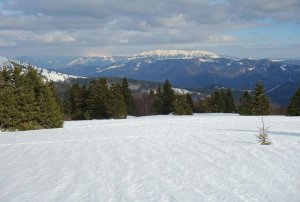Koniarky