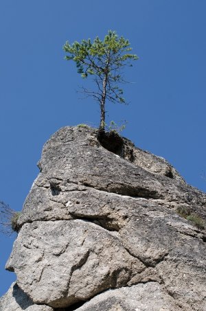 Sila života