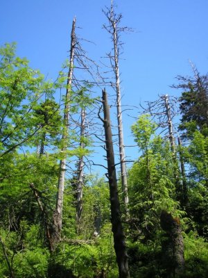 Čierny vrch