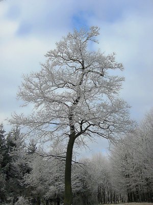 Model