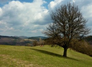 prebúdzanie II