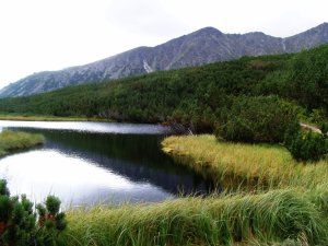 Pleso