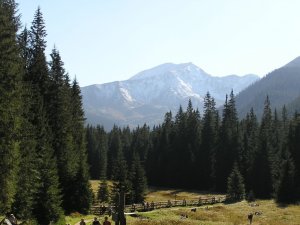 Ornak