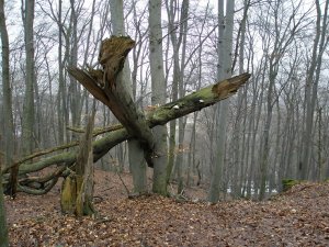 Priateľská pomoc