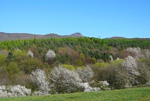 Žarnov
