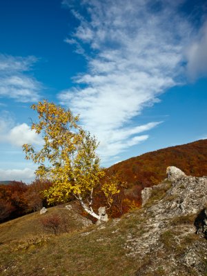 Malokarpatská breza